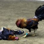 Khasiat Daging Tupai Untuk Ayam Aduan