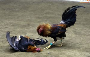 Khasiat Daging Tupai Untuk Ayam Aduan