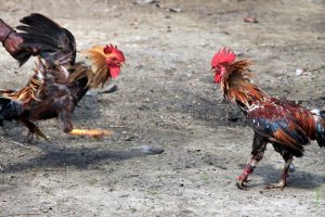 Pilih Pakan Berkualitas Untuk Ayam Aduan